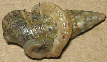 Vermetus  triquetrus ?